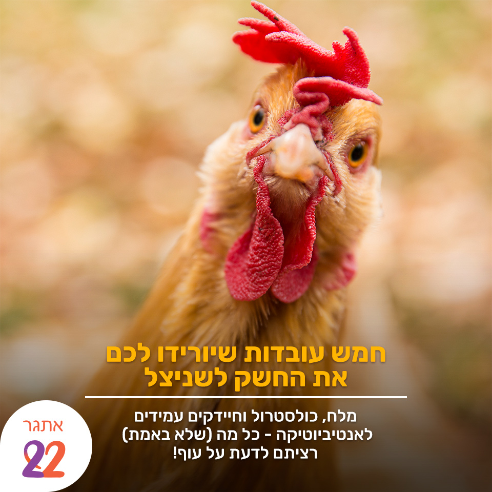 תמונה חזיתית של תרנגול עם הטקסט חמש עובדות שיורידו לכם את החשק לשניצל