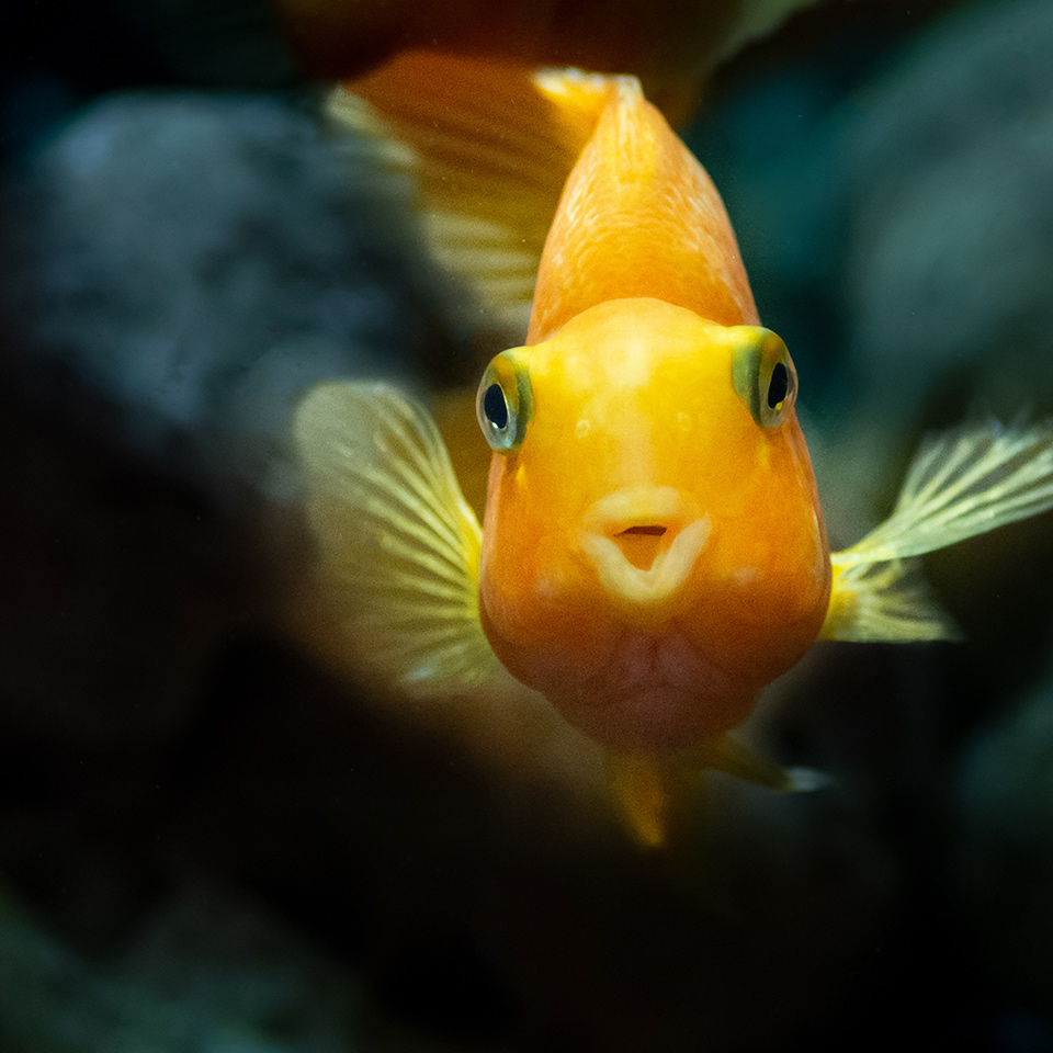 דג כתום חמוד שוחה במעמקים במבט חזיתי